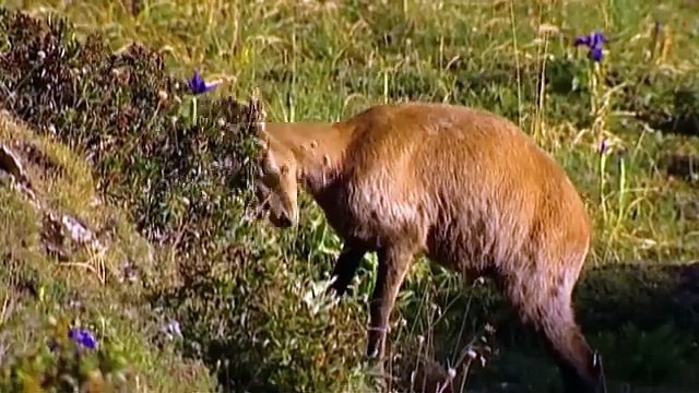 ISARD _ L'Acrobate des Pyrénées ⛰️ - Documentaire Animalier HD - AMP