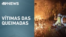 Mais de 11 milhões já foram afetadas por incêndios no Brasil