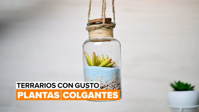 Terrarios con gusto: plantas colgantes