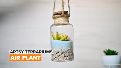 Artsy terrariums: Air plant
