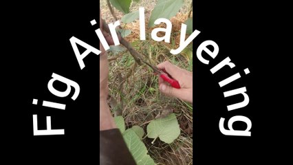 Fig Air layering.   #انجیر کی گٹی
