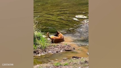 Funny DOGS Videos make us Laugh  New Funny Animals