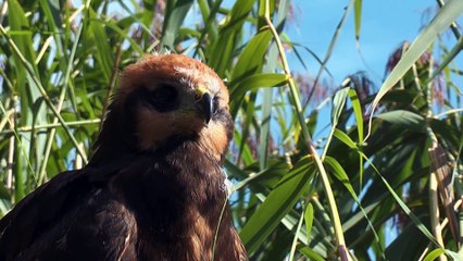 The Marsh Harrier: Close Up HD Footage (Circus aeruginosus)