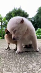 Very cute puppies# cute animals