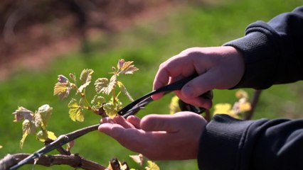 Frosts have wiped out crops across some of Australia's premier wine regions, including the Barossa and Riverland