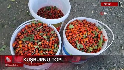 Erzincan’da kuşburnu, zorlu arazilerde toplanmaya başlandı