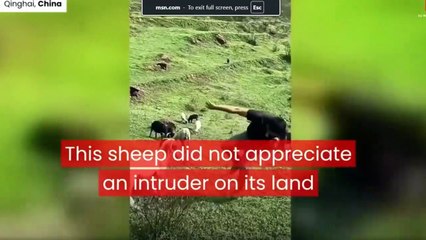 The Sheep Hits Back The Man