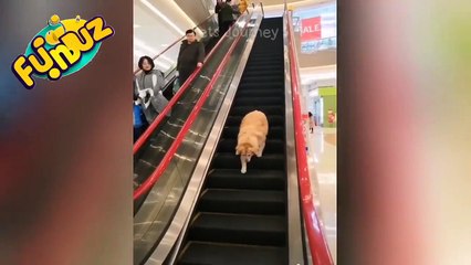 laughter and fun episode 3 || funny animals videos