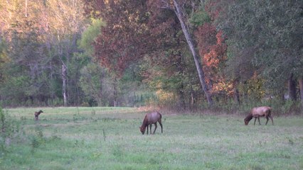 Elk & Bison Prairie Wildlife