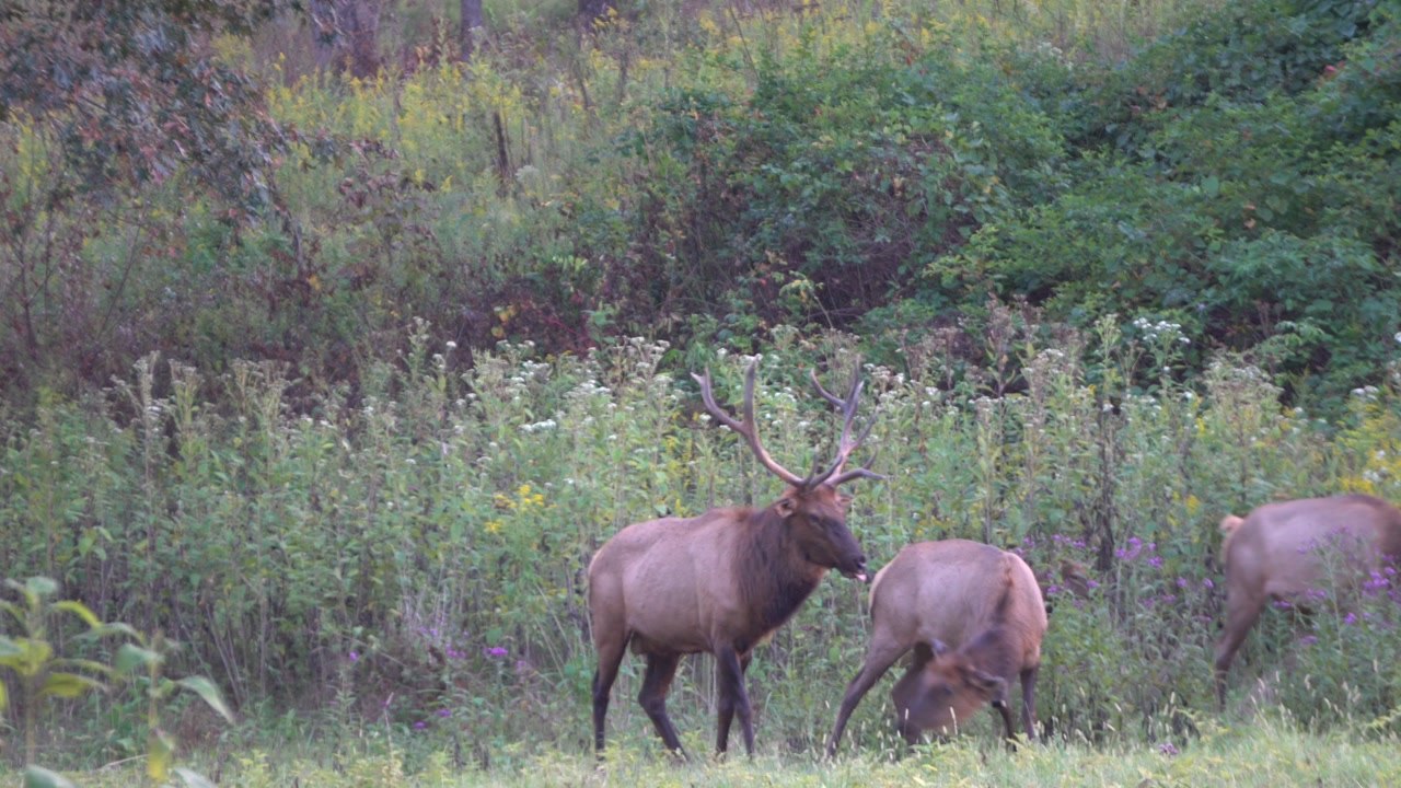 Elk & Bison Prairie Wildlife