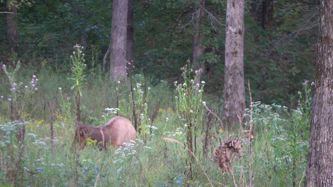 Elk & Bison Prairie Wildlife