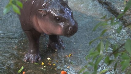 Moo Deng l'hippopotame pygmée, star des réseaux et emblème des espèces menacées