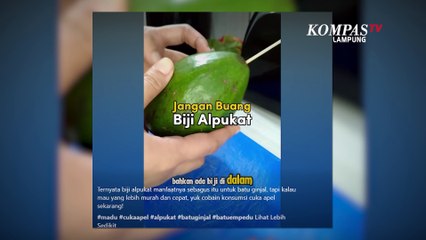 Air Rebusan Biji Alpukat Bisa Menghancurkan Batu Ginjal | NEWS OR HOAX
