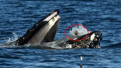 Una ballena jorobada engulle accidentalmente a una foca en EEUU
