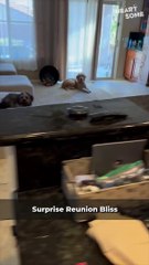 Dog's Joyful Welcome Home!  | Heartsome