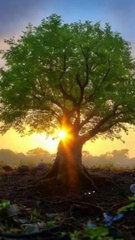 "Witness the Life of a Tree in a Single Day | Time-Lapse Nature Short"
