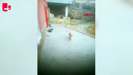 Ayakkabı hırsızı tilki kamerada