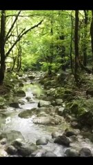 दिल की धड़कन और जीवन का रंग  - Heartbeat & The Color of Life