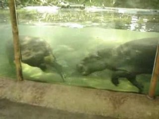 La danse des Pygmy Hippos