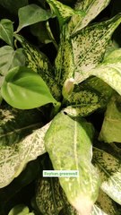 اجرای دیوار سبز طبیعی شهرک سلامت-گرین وال طبیعی 7 #گرین_وال #دیوار_سبز