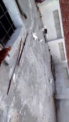 Rabbit Family jumping and runing