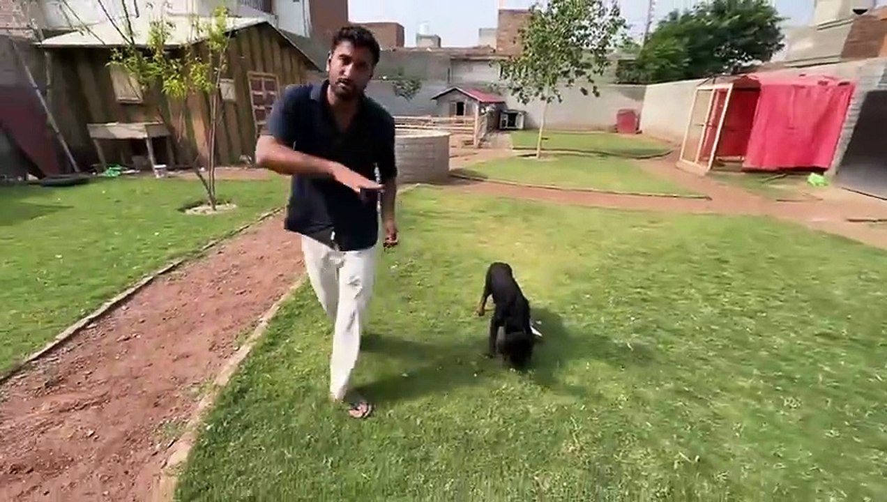 shehar mein dehat ep 47 animal video Sabtain Ny Gussy Main Fountain Ko Agg Lga Di