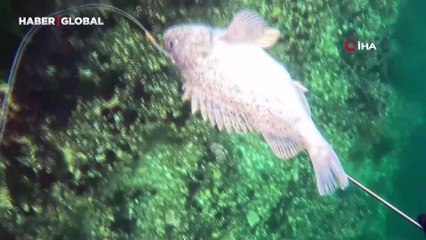 Dalgıçlar kaydetti, istilacı tür İzmit Körfezi'nde