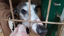 El lloro desgarrador de Xurco rompe el alma: su familia lo ha vuelto a abandonar y él no entiende por qué