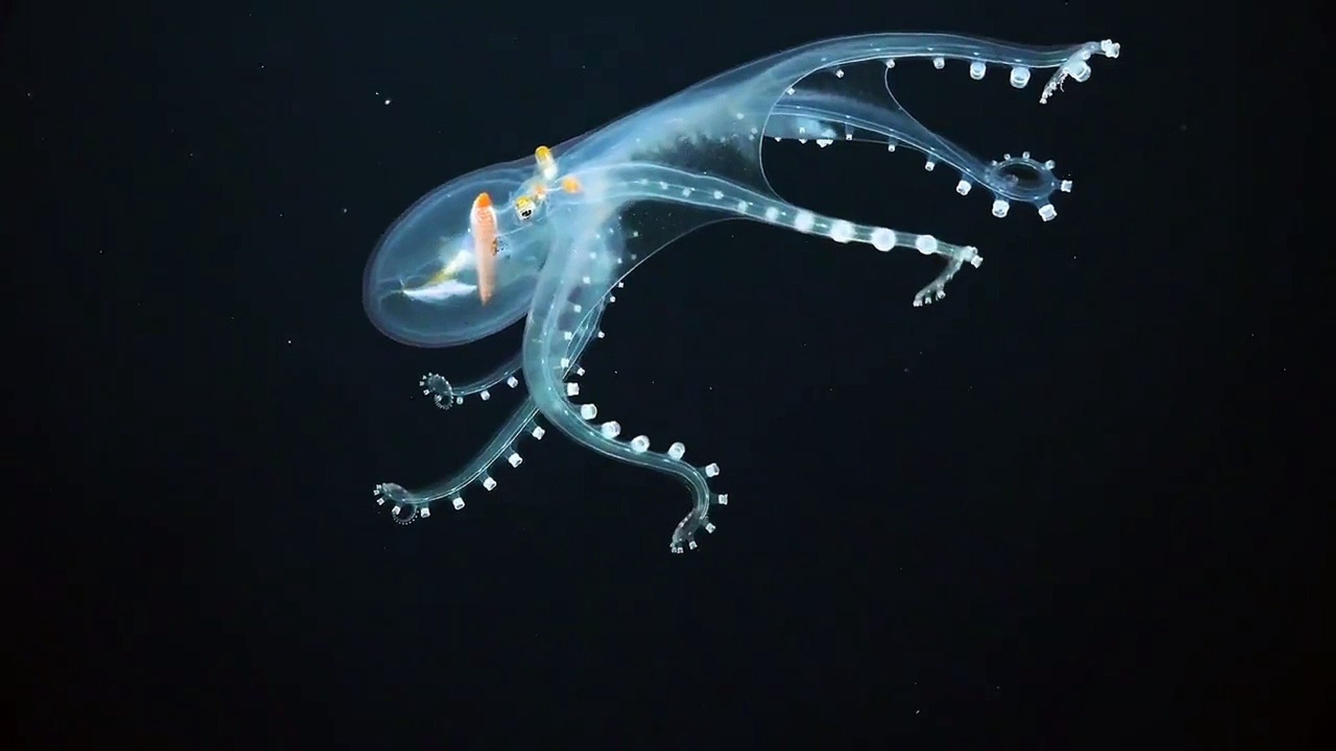 ⁣Raear Glass octopus