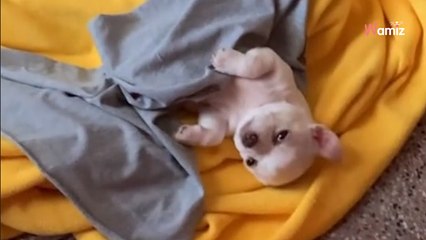 Mum who didn't want to keep Chihuahua has a change of heart, touching viewers