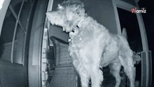 Video. La telecamera di sicurezza riprende il cane di famiglia alle 5 del mattino: con lui c'è un ospite