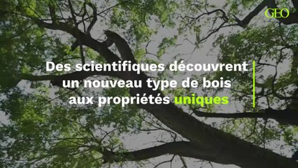 Des scientifiques découvrent un nouveau type de bois aux propriétés uniques