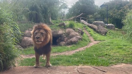 When #Jelani, the Perth Zoo lion, started to know me. I made a puppet named Jelamee for my work based on this guy (tiktok: markaveliRISES)