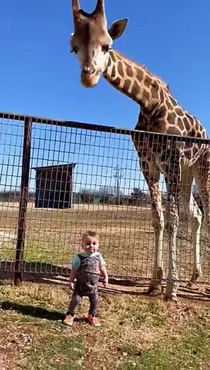Cute Giraffe Gives Baby Smooches!