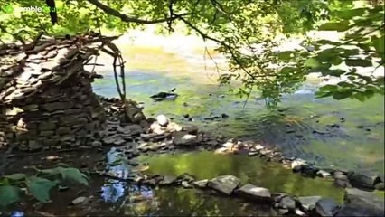 Exploring the Woods with My Dog Max