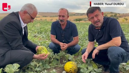 Malatya’da para etmeyen kavun tarlada kaldı: '3 liraya alıcı bulamıyoruz' | Haber: Yusuf DURDU