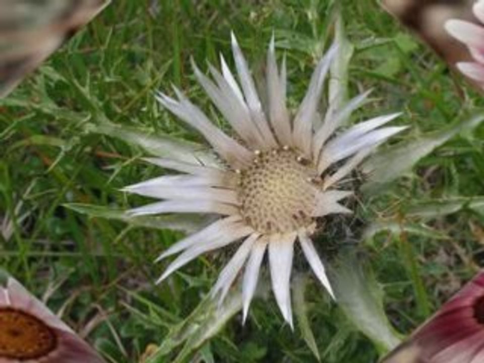 Valdeblore-La flore