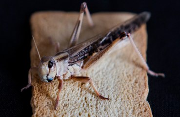 Eating grasshoppers improves a person's sex drive