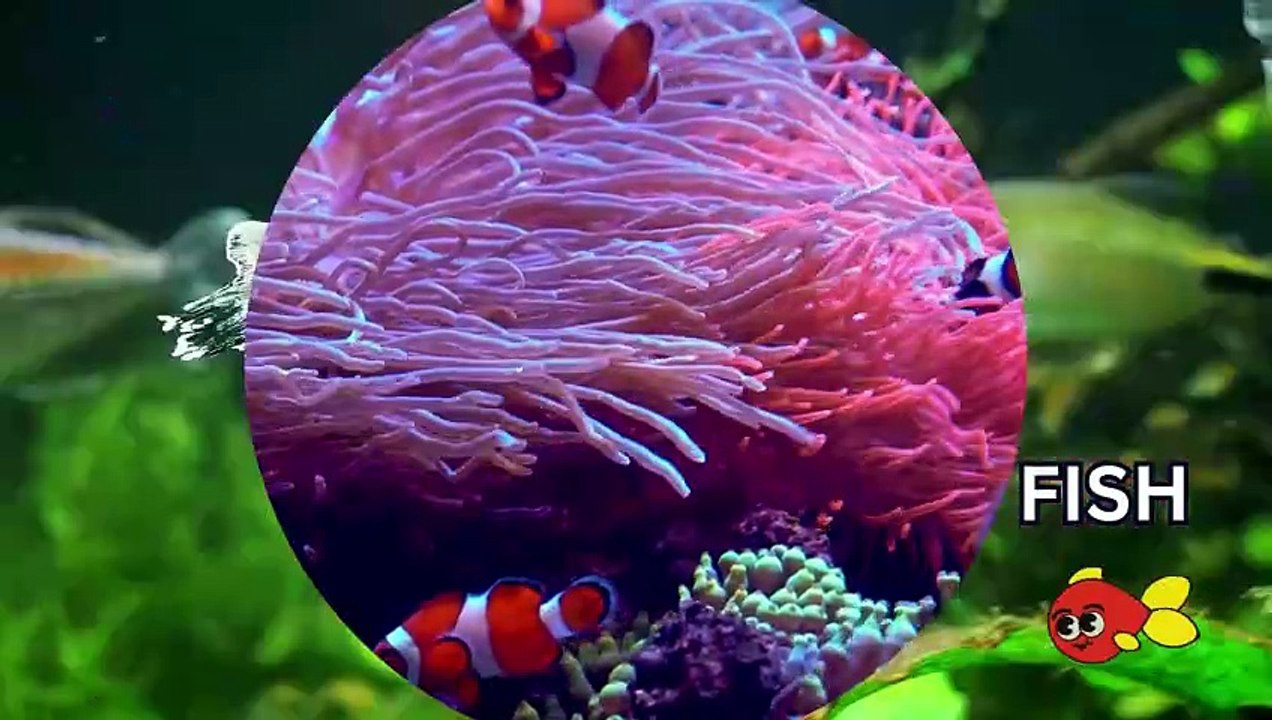 Vegetable Songs + Aniamls Song, Yes Yes Vegetable + Animal Songs