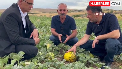 Malatya Kavun Üreticileri Tehlikede: Fiyatlar Yüksek Maliyetlerin Altında Kalıyor