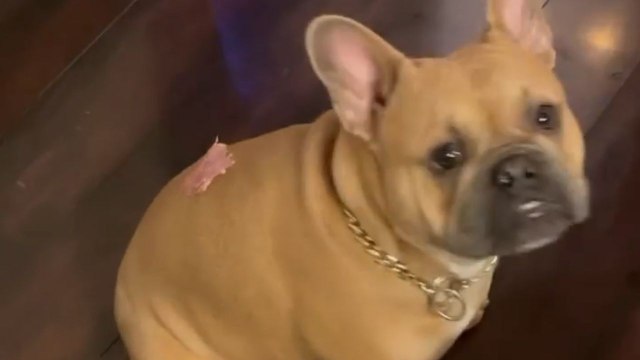 French Bulldog hilariously struggles while finding a piece of salami on his back