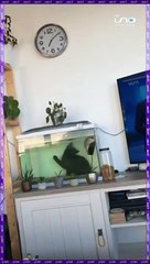 #Virales | Aplastado detrás de la pecera,  saborea la deliciosa idea de un pez  en su menú.