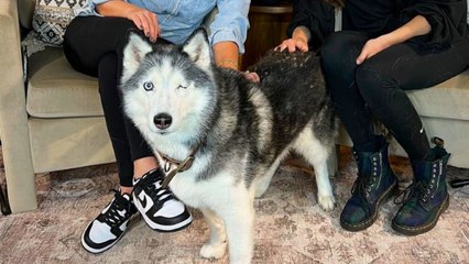 Cheeky dog interrupts podcast and poops in the middle of recording