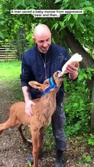 A man saved a baby mooseb from aggressive bear