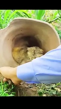 Mother cats try to protect their babies from strangers