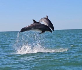 Dolphins off Hengistbury Head, Christchurch, September 17, 2024. Video: Brendan Bailey