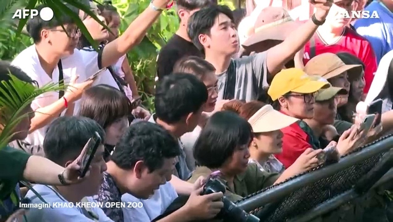 Baby ippopotamo pigmeo e' la star del web di uno zoo tailandese