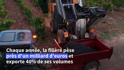 En Provence, des cépages d'ailleurs pour trouver le rosé de demain