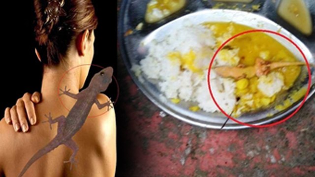 Sharir Par Chipkali Ka Girna Shubh Ya Ashubh| Lizard Body Par Girne Se Kya Hota Hai |Boldsky