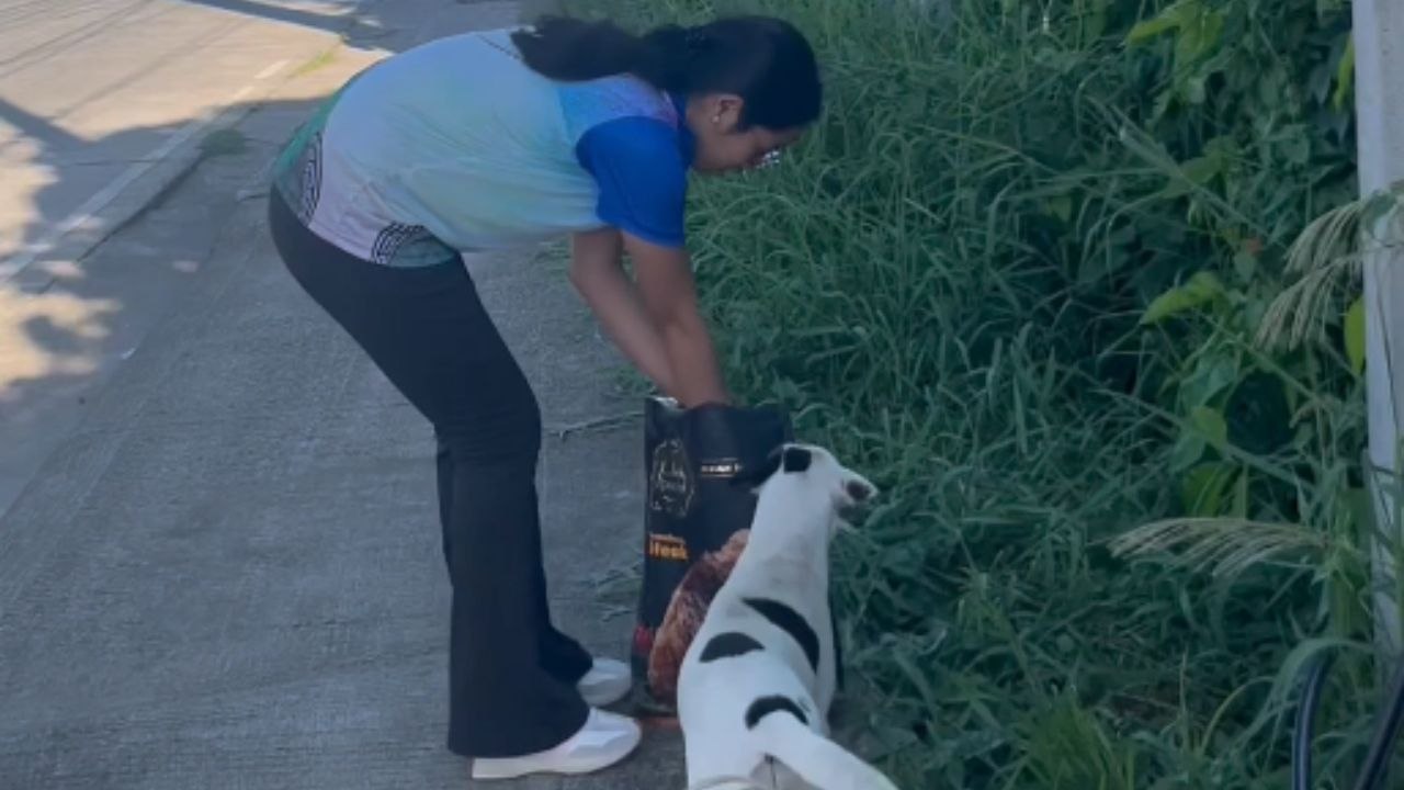 Wholesomeness galore as woman feeds stray dogs...
